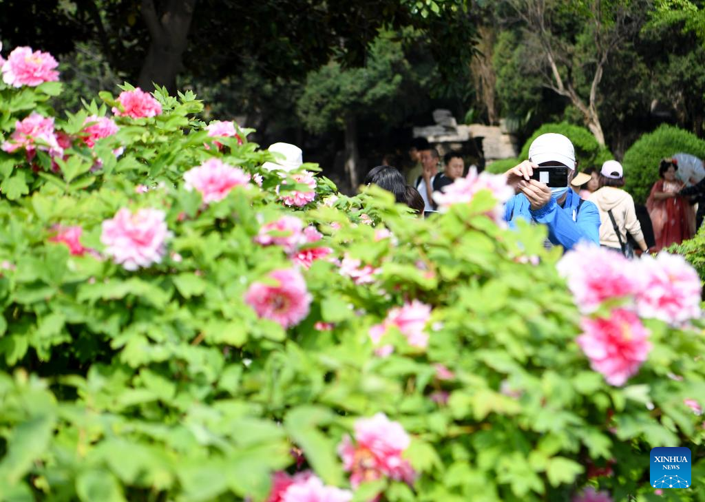 Tourists enjoy blossoming peony flowers in Luoyang, C China's Henan-3