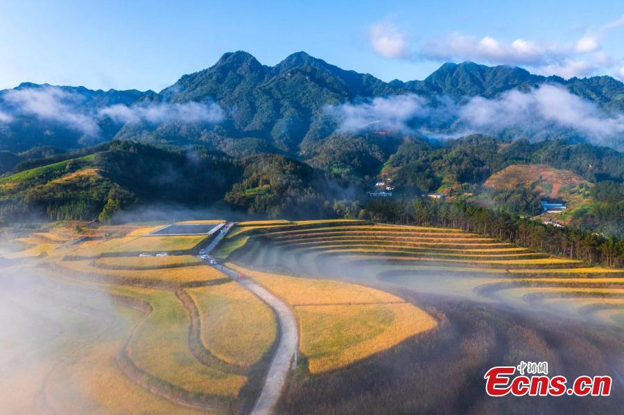 Autumn turns terraced fields into color palette in Hubei-4