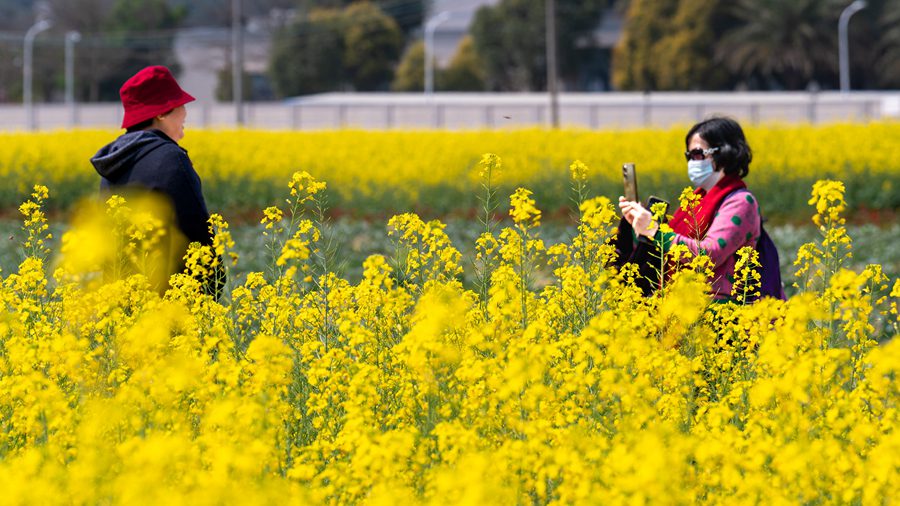 In pics: Sea of rapeseed flowers usher in springtime in SE China's Xiamen-1