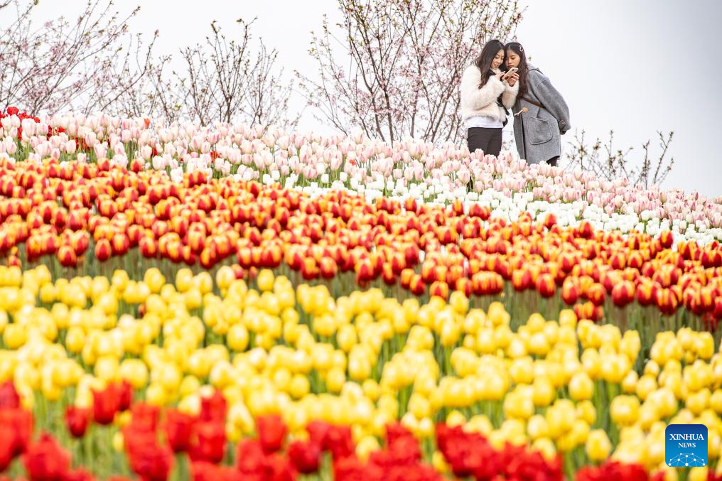 Tulips in blooming at scenic area in Chongqing-4