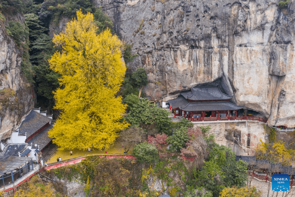 Old ginkgo tree attracts visitors in E China's Zhejiang-4