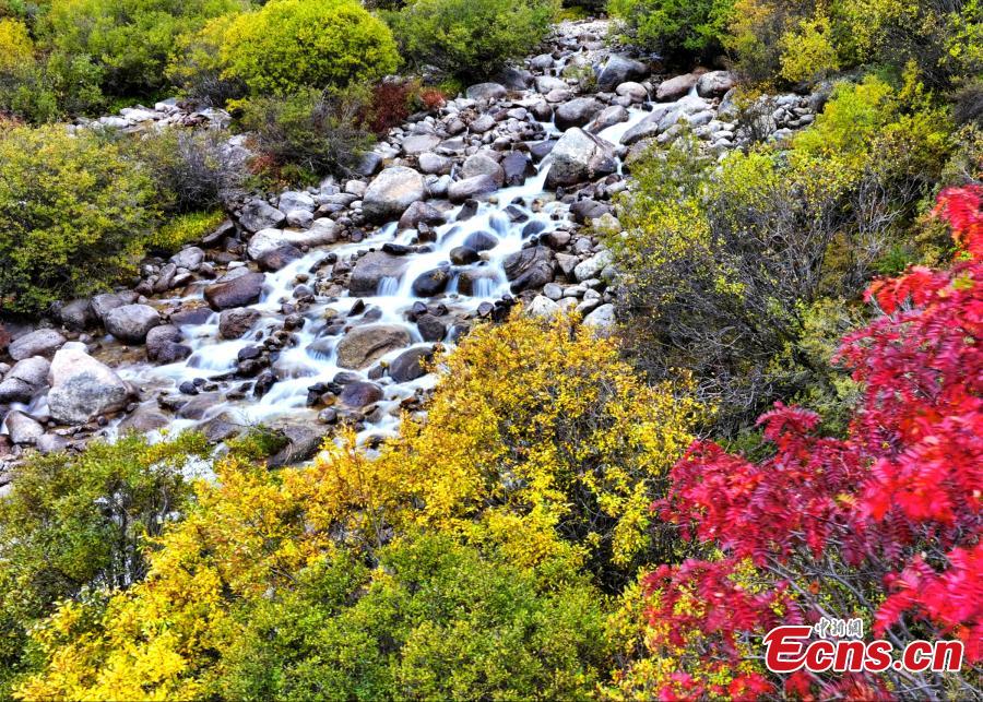 Lhari County in Tibet ushers into golden autumn-4