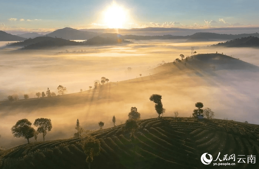 In pics: Picturesque misty scenery of tea gardens in SW China's Yunnan-1