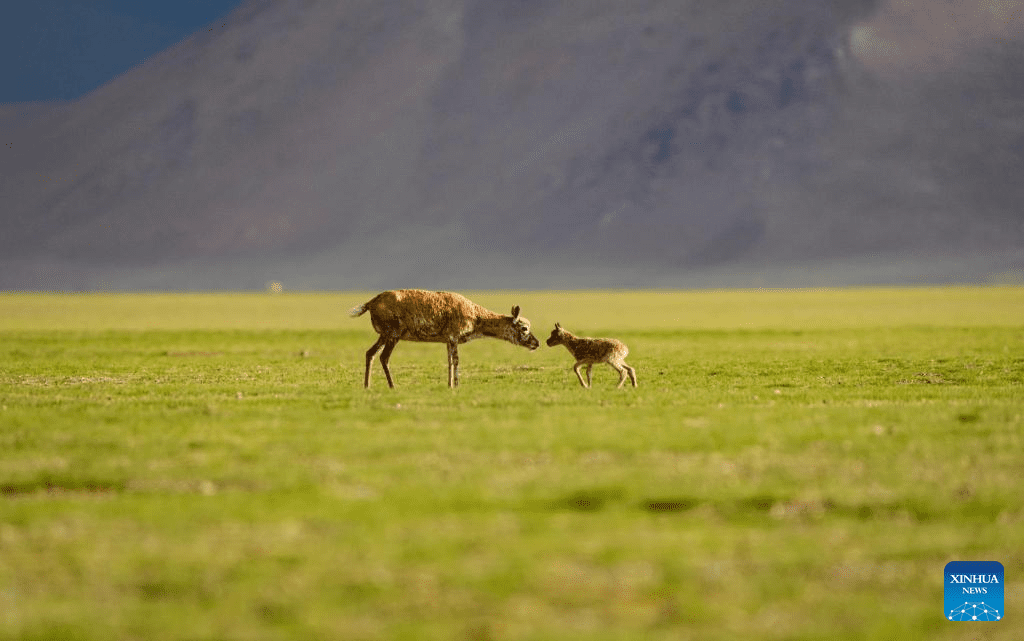 Tibetan antelopes embark on birth-giving season in SW China-8