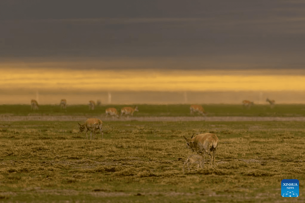 Tibetan antelopes embark on birth-giving season in SW China-12