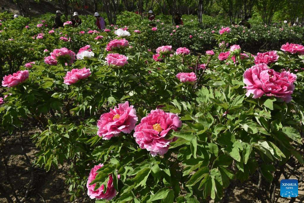 People enjoy blooming peonies at Yuanmingyuan Park in China's Beijing-2