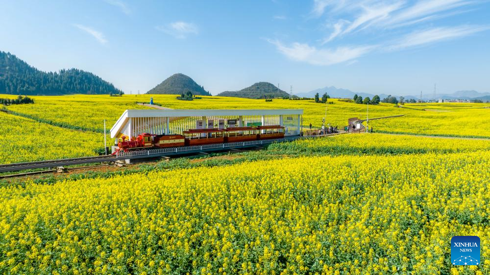 Cole flower fields draw visitors in SW China's Yunnan-5