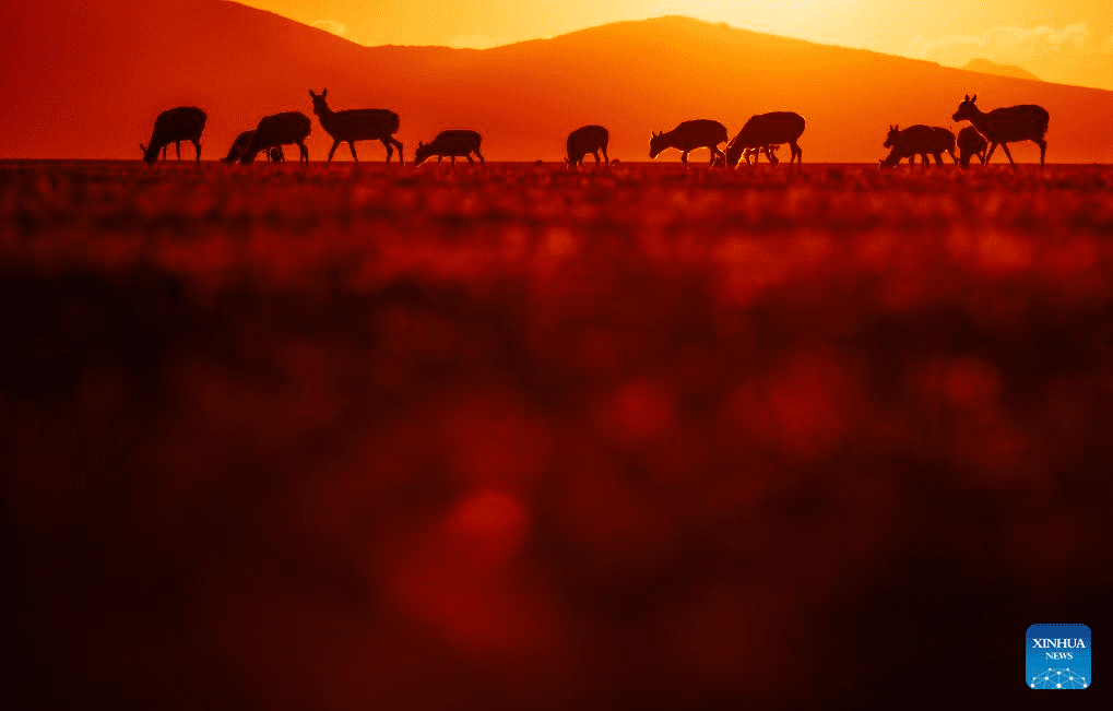 Tibetan antelopes embark on birth-giving season in SW China-21