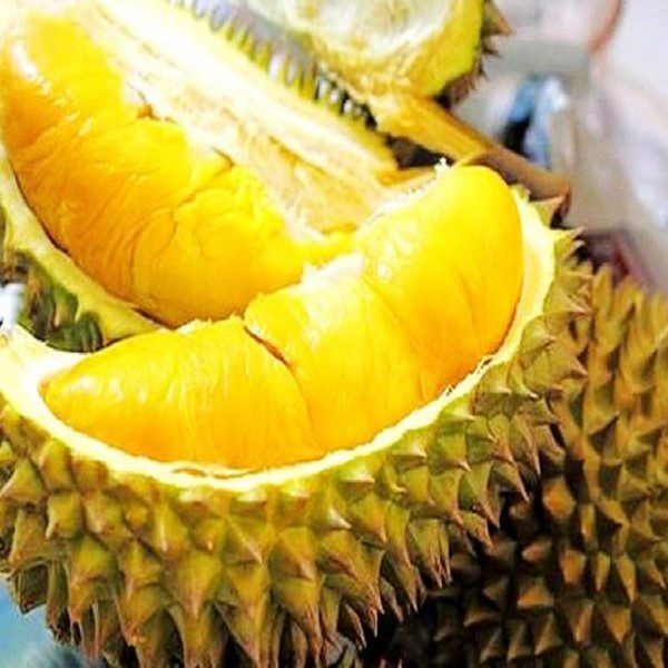 Durian Musang King-1