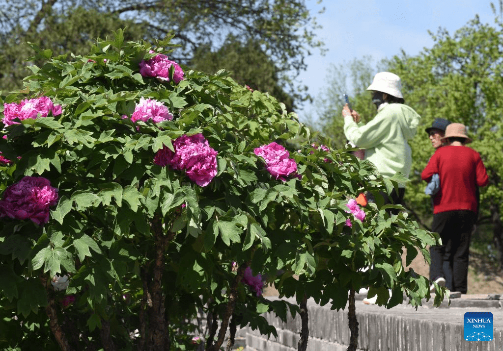 People enjoy blooming peonies at Yuanmingyuan Park in China's Beijing-6