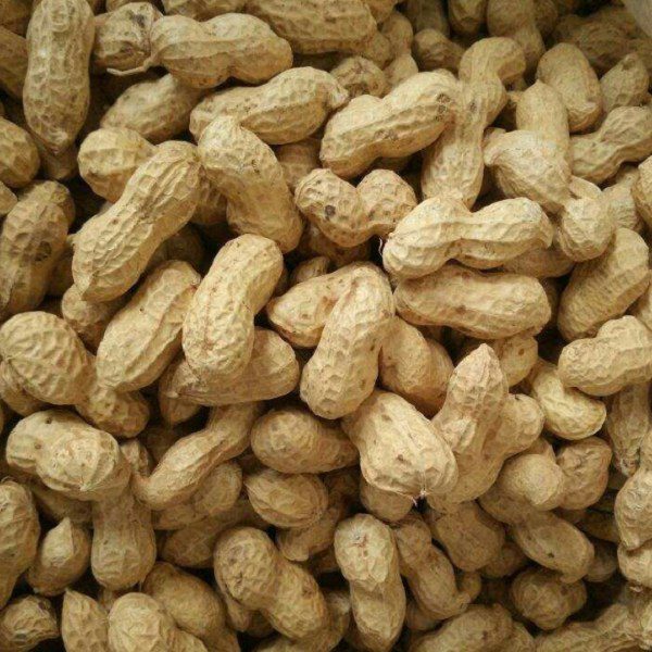 Linyi Lanshan Peanuts-1