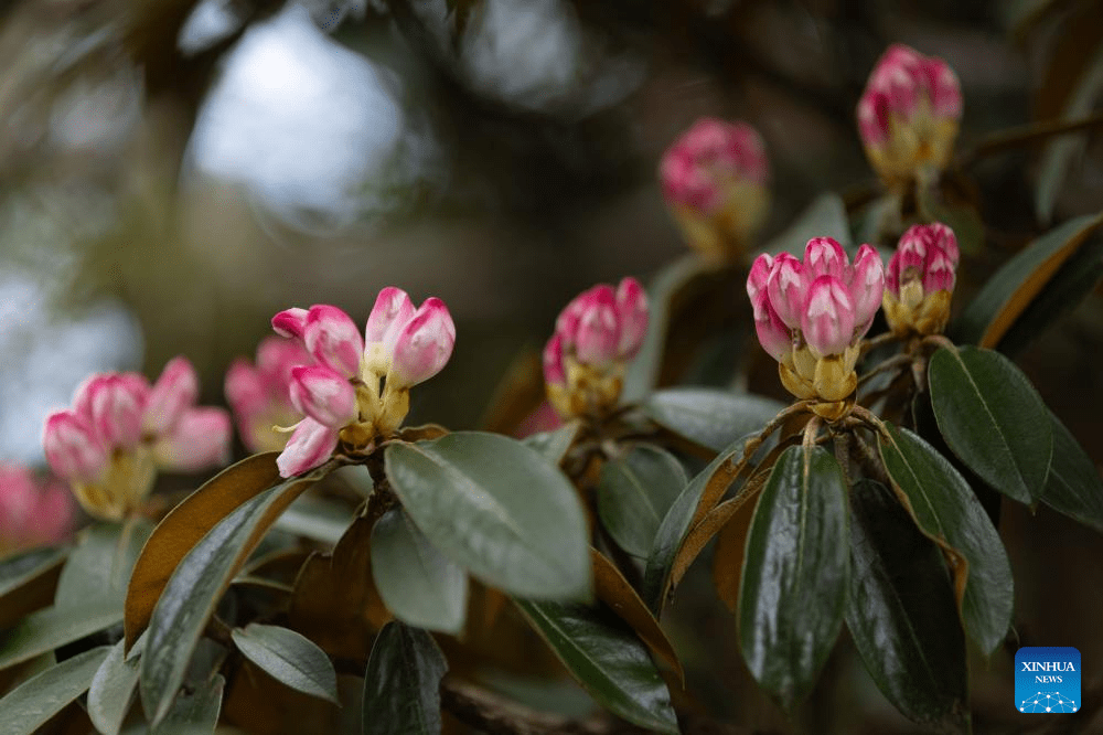 Scenery of azalea blossoms on summit of Mount Emei, SW China-2