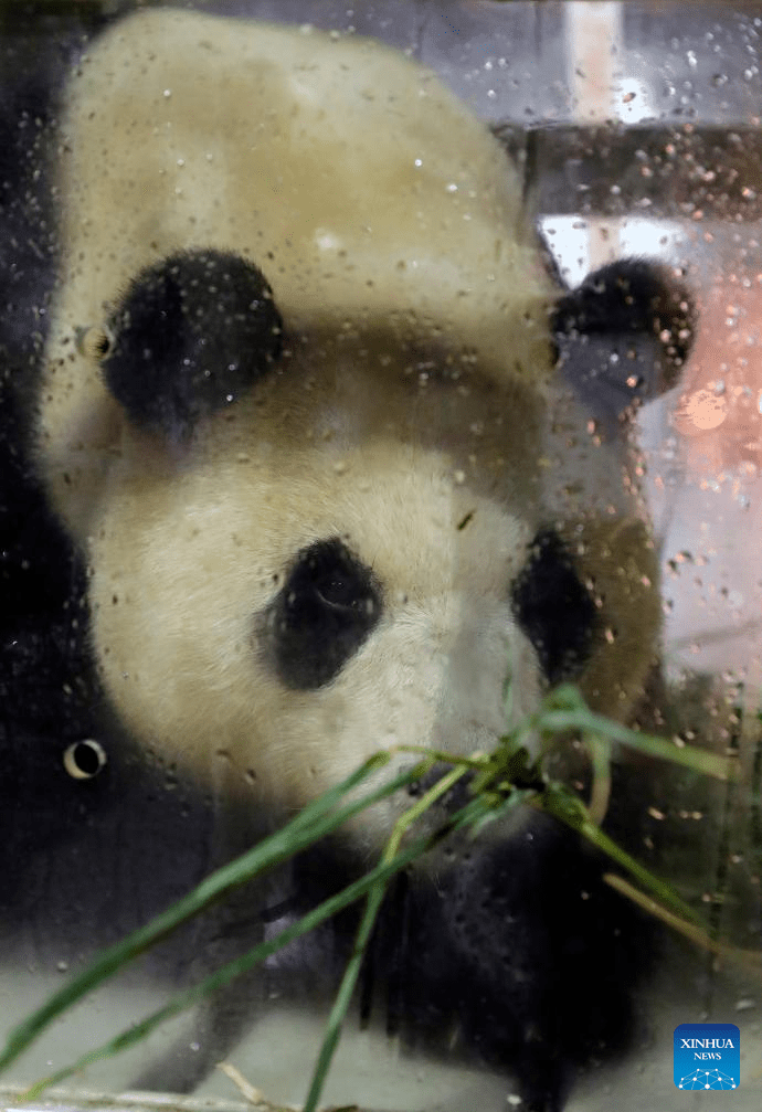 ROK-born giant panda Fu Bao returns to China-2