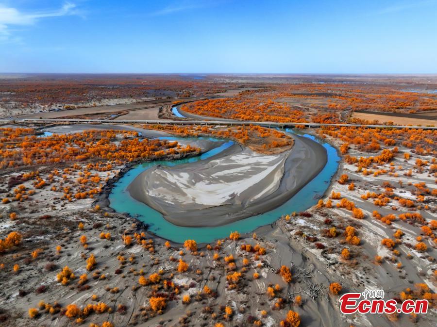 Golden oasis of desert poplar forests along Tarim River in Xinjiang-2