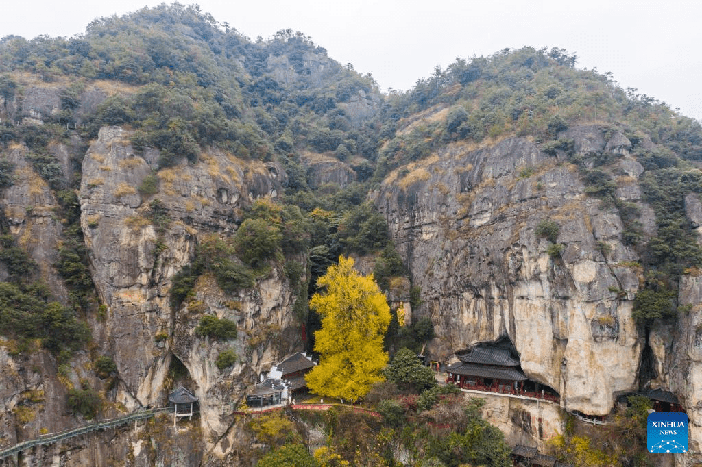 Old ginkgo tree attracts visitors in E China's Zhejiang-5