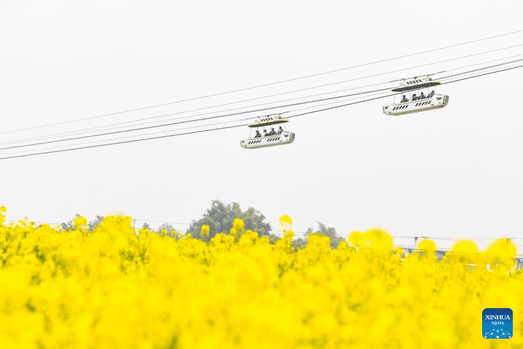 View of oilseed rape fields in Chongqing, SW China-6