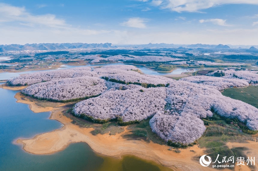 In pics: Cherry blossoms bloom in SW China's Guizhou-1