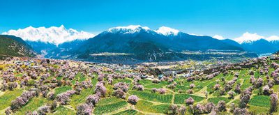 Peach blossoms bring wealth to villagers in Nyingchi, SW China’s Xizang