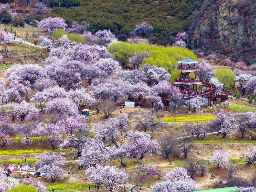 Peach blossoms attract tourists in SW China's Xizang-5