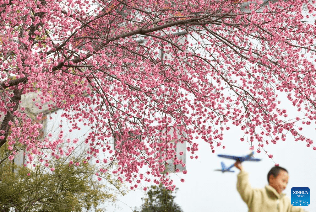 In pics: winter cherry blossoms in Kunming, SW China's Yunnan-2