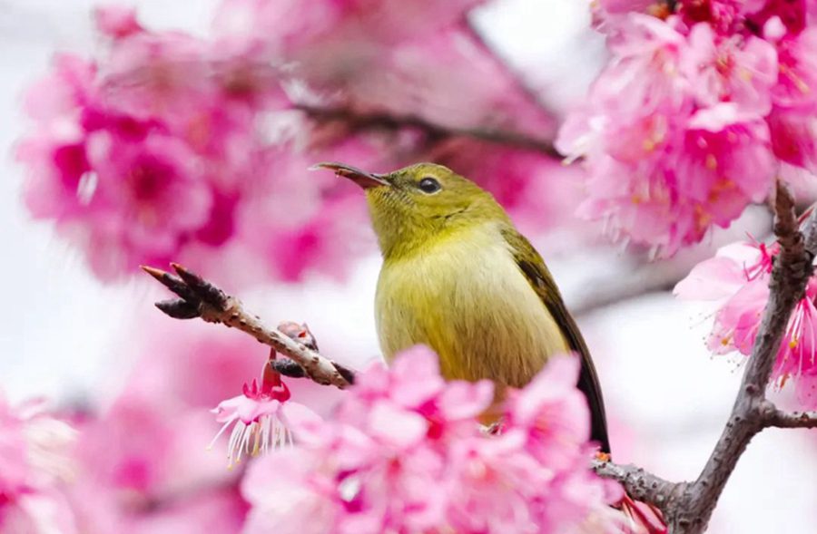 China welcomes flower appreciation season-1