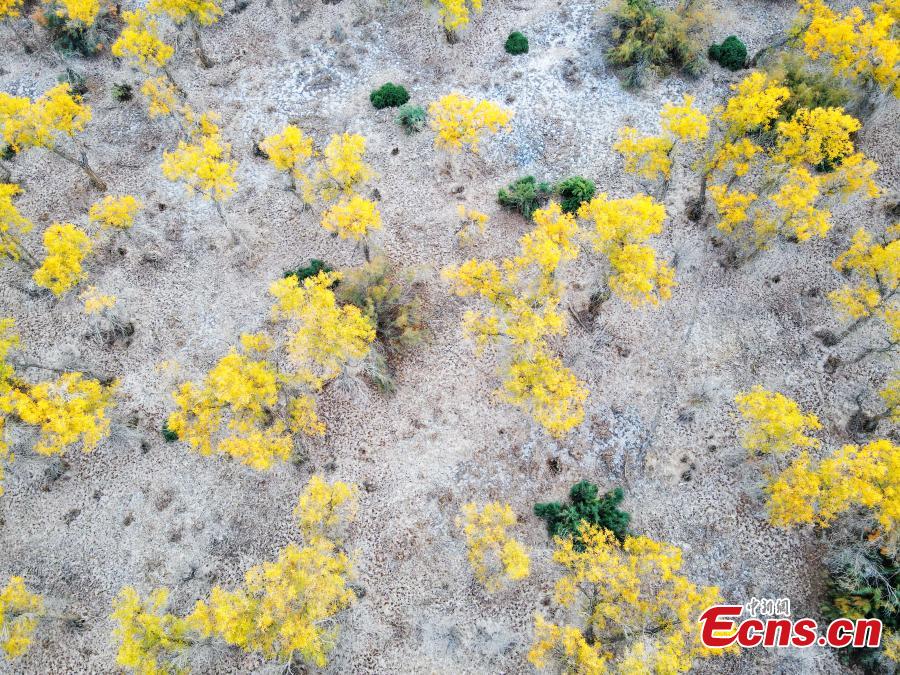 Golden populus euphratica forest in Xinjiang-3