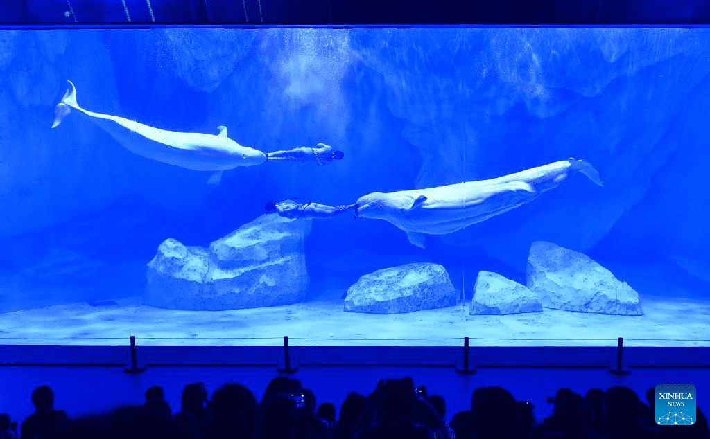 Staff members and beluga whales perform at Zhengzhou Haichang Ocean Resort-2