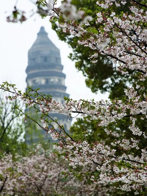 Suzhou Gardens: The Art and Soul of Chinese Classical Gardens-4