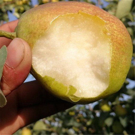 Kurla Pear