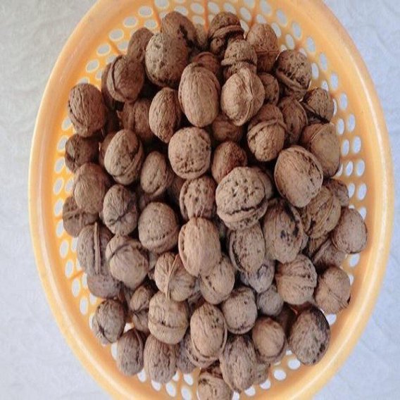 Kongshan Walnut