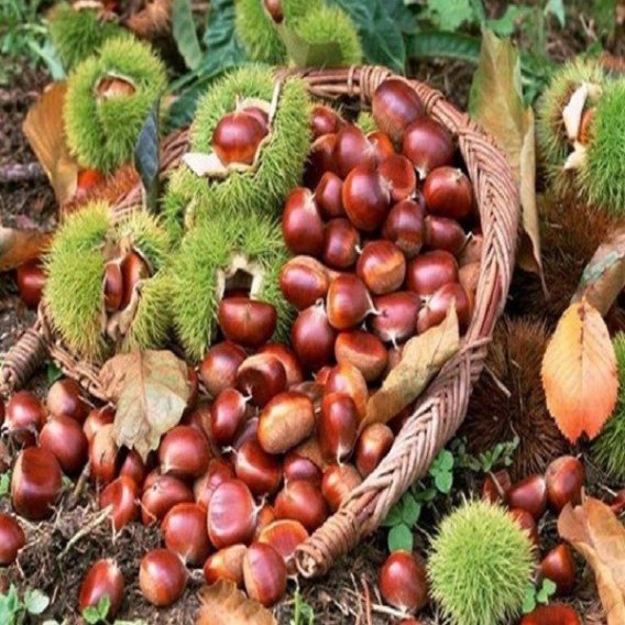 Shucheng Chestnuts