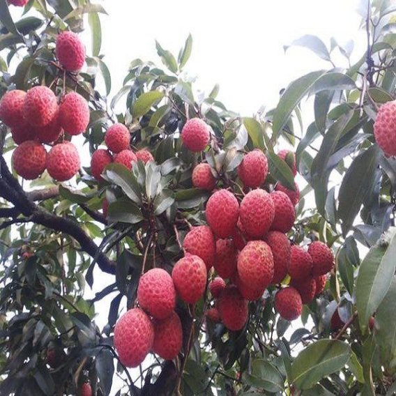 Qiangang Glutinous Rice Paste Litchi