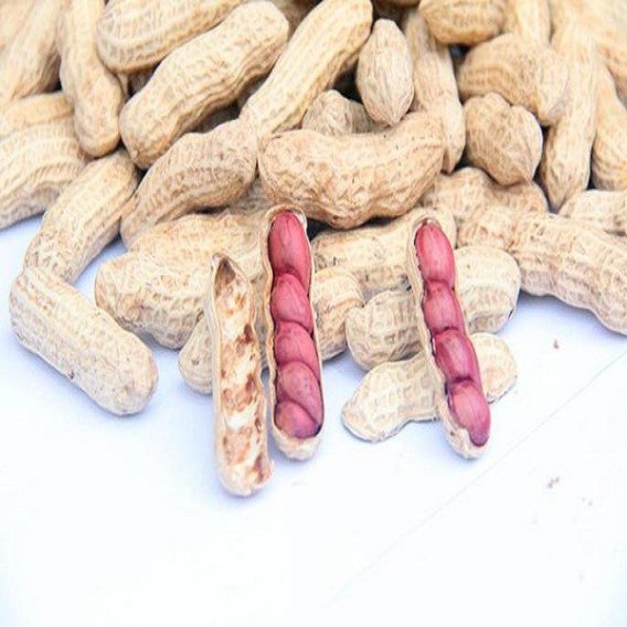 Guzhen Peanuts