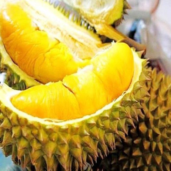 Durian Musang King