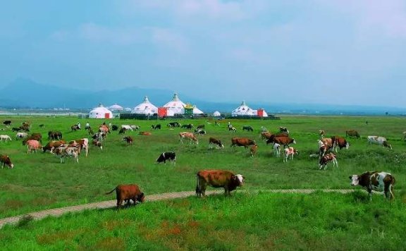 Embark on an exciting journey to Hohhot in Inner Mongolia