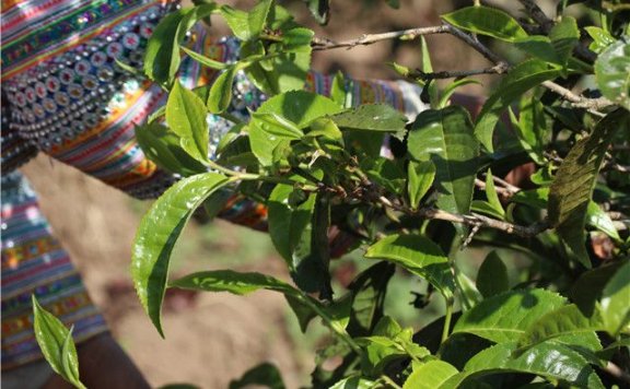 Features of Mansong Pu’er Tea