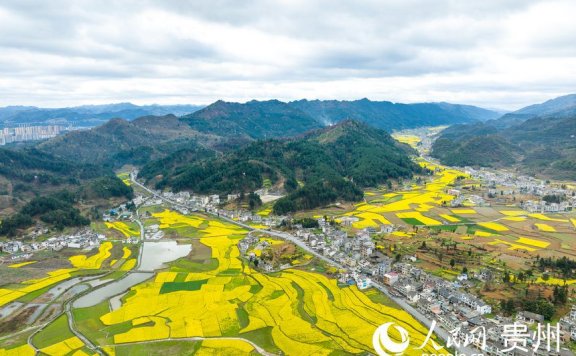 In pics: Golden sea of rapeseed flowers in Jinsha, SW China’s Guizhou