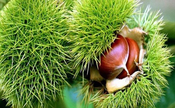 Wulian Chestnuts