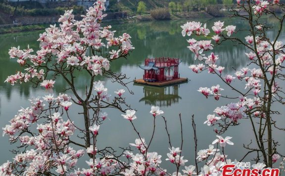 Magnolia flowers add beauty to Xin’an River