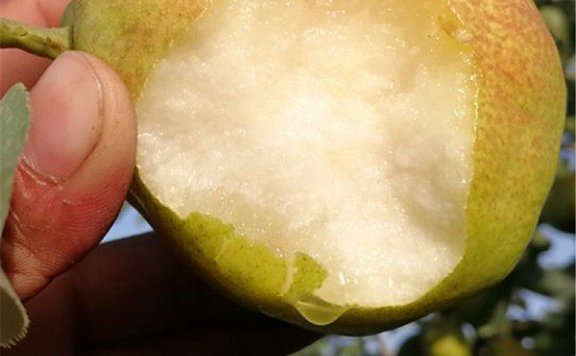 Kurla Pear