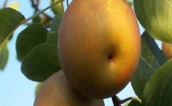 Jianning Yellow Pear