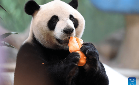 Giant panda “Kuku” enjoys meal at Chimelong Safari Park in Guangzhou