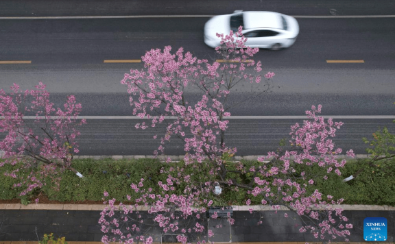 In pics: winter cherry blossoms in Kunming, SW China’s Yunnan