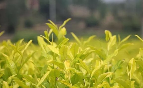 Introduction to Yellow Tea Varieties