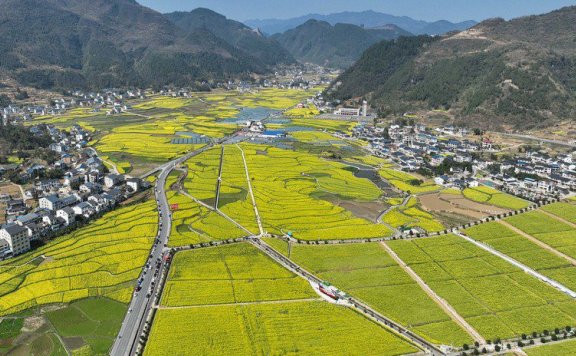 Blooming rapeseed flowers draw visitors to SW China’s Guizhou