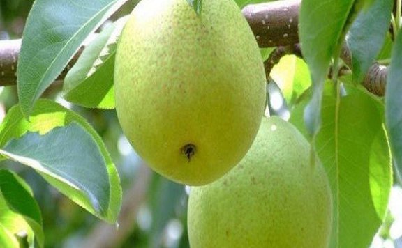 Presentation of the Baozhu Pear from Chenggong