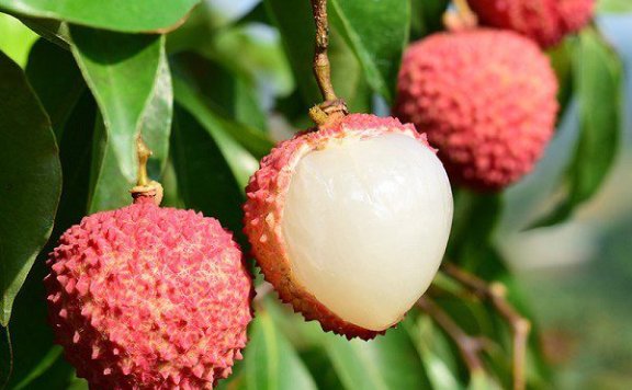 Nanshan Lychee