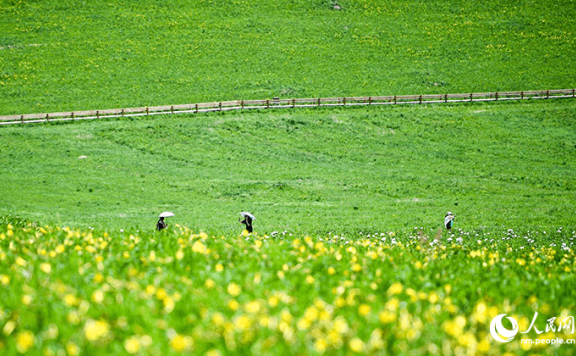 Picturesque summer view in N China’s Ulgai Grassland