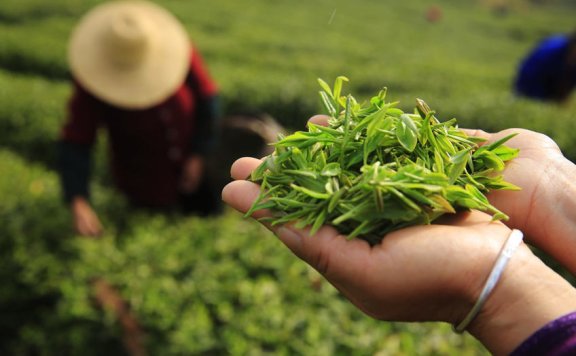 Chinese Tea Types, Introduction & Benefits