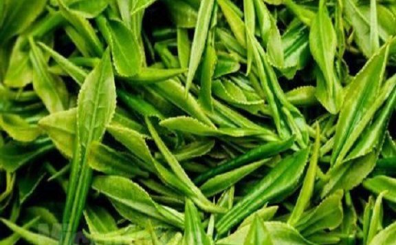 Shuicheng Spring Tea